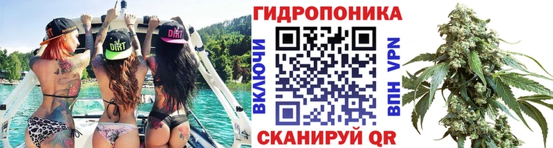 Канабис планчик  Тайга 